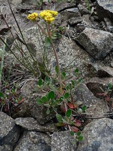 Eriogonum umbellatum var. hypoleium