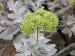 Eriogonum crocatum