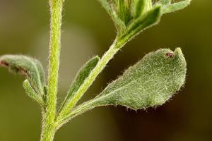 Eriogonum abertianum var. cyclosepalum