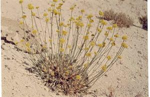utils/thumbs/Polygonaceae/Eriogonum_WGxcZL4HduBVoMoW8iP34t.jpg