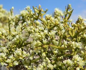 Eriogonum heermannii var. sulcatum