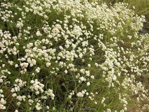 Eriogonum fasciculatum