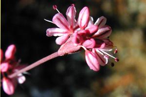 Eriogonum luteolum