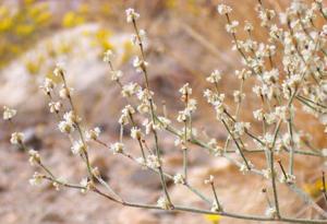 Eriogonum baileyi