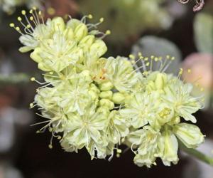 Eriogonum strictum var. proliferum