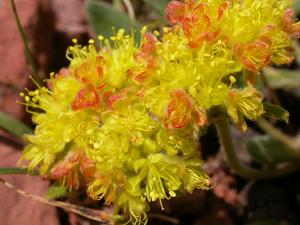 Eriogonum flavum
