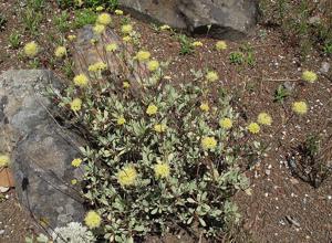 Eriogonum prattenianum