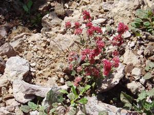 Eriogonum abertianum