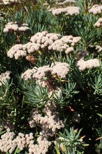 Eriogonum arborescens