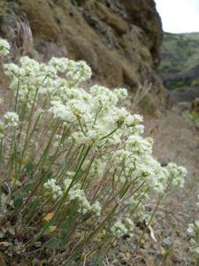 Eriogonum strictum var. proliferum