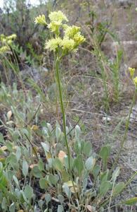 Eriogonum strictum var. anserinum