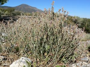 Eriogonum panamintense