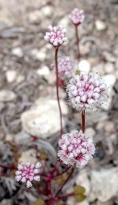 Eriogonum nortonii