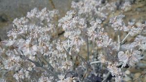 Eriogonum niveum