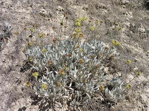Eriogonum ochrocephalum