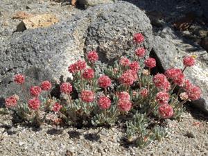 Eriogonum gracilipes