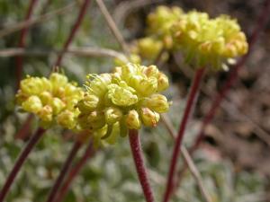 Eriogonum caespitosum