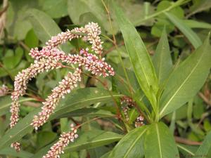 Persicaria glabra