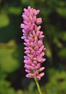 utils/thumbs/Polygonaceae/Persicaria_V5smV2q9qw4Svc6teefEpF.jpg