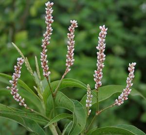 utils/thumbs/Polygonaceae/Persicaria_eS96dDsKZrdNsaXN4xfN5C.jpg