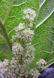 Rheum officinale