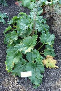 Rheum rhabarbarum