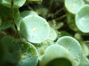 utils/thumbs/Polyphysaceae/Acetabularia_fkD98hxxvHRc4TGCthJtEB.jpg