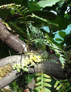 utils/thumbs/Polypodiaceae/Lecanopteris_8vWiKVTcWi8eRxAckkNwUE.jpg