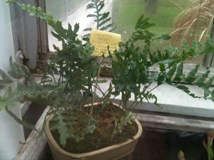 Lecanopteris curtisii