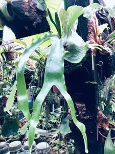 Platycerium quadridichotomum