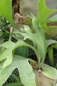 utils/thumbs/Polypodiaceae/Platycerium_Nh7APppT9MJDBd32bLRhtQ.jpg