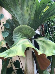 Platycerium superbum