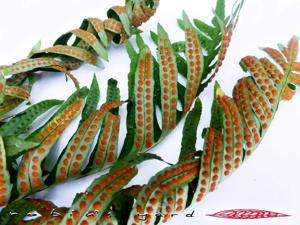 Polypodium vulgare