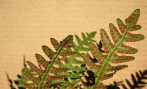 Polypodium virginianum