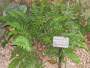 Polystichum tsus-simense