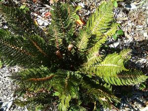 Polystichum vestitum