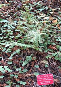 utils/thumbs/Polypodiaceae/Polystichum_e3dAzyP2LkKMmzgRcJae7D.jpg