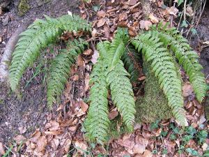 Polystichum aculeatum