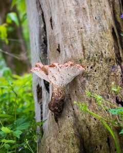 Cerioporus squamosus