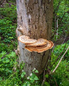 Cerioporus squamosus