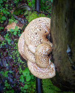 Cerioporus squamosus