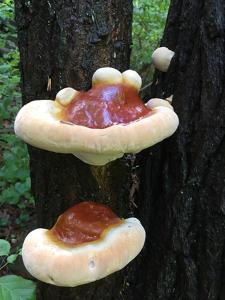 Ganoderma tsugae