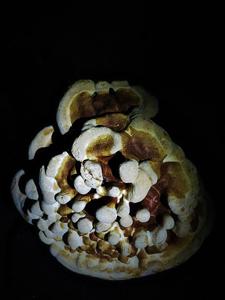 utils/thumbs/Polyporaceae/Ganoderma_dZ2pwmmFCMrAEUdCEVrUEx.jpg