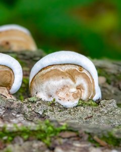 Ganoderma applanatum