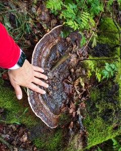 Ganoderma applanatum