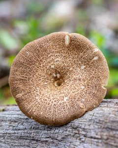 Lentinus arcularius