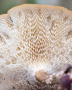 Lentinus arcularius