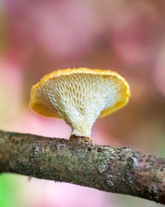 Neofavolus alveolaris