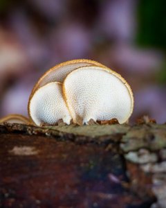 Neofavolus alveolaris