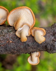 Neofavolus alveolaris